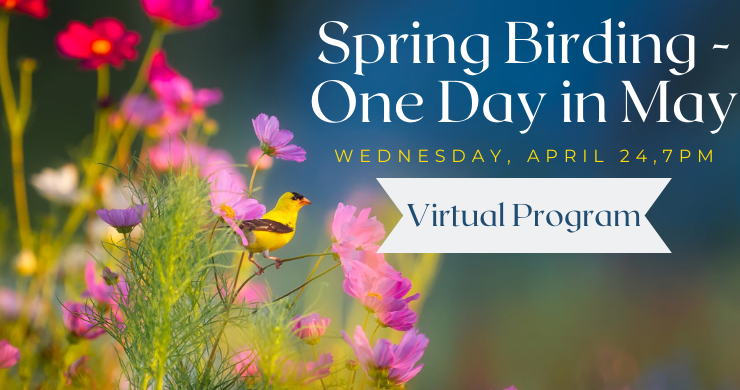 Virtual: Spring Birding - One Day in May