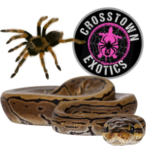 Crosstown Exotics logo with tarantula and python