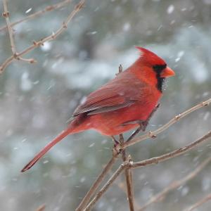 Northern Cardinal