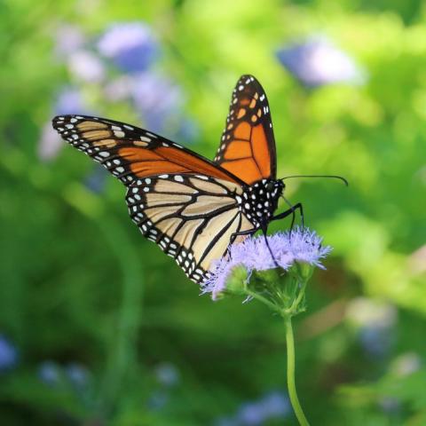 Monarch Butterfly