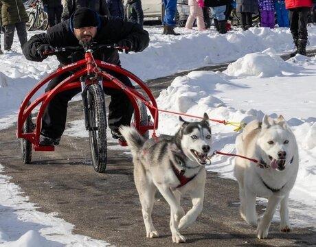 Sled Dogs